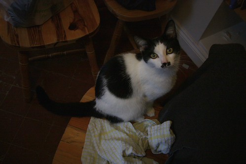 IMG_3676-gamma - CATT