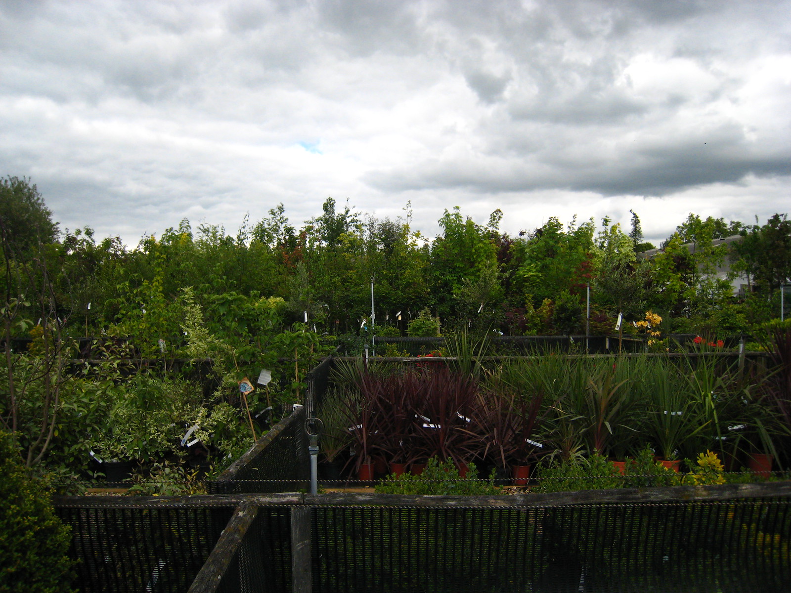 IMG_1683 - Garden centre near where there was FIG