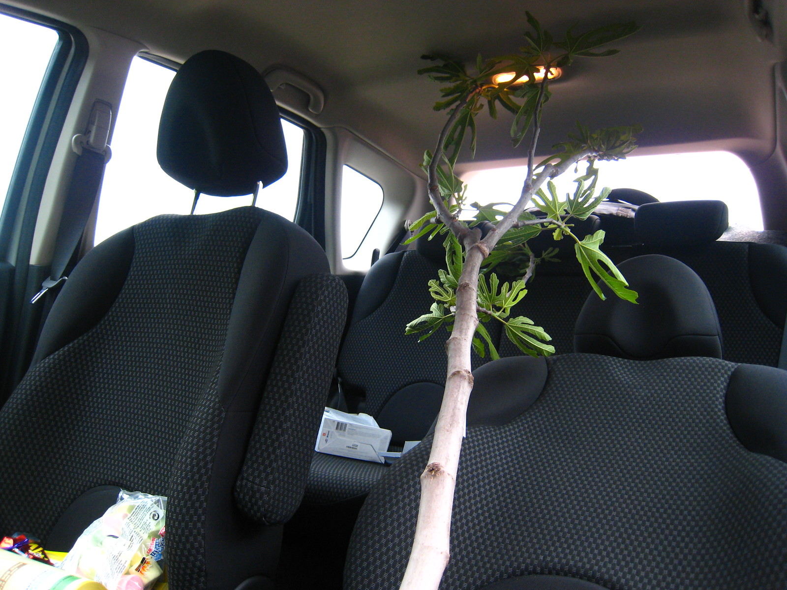 IMG_1685 - Fige in the Car