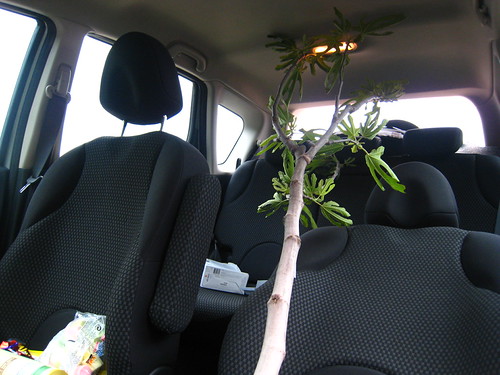 IMG_1685 - Fige in the Car