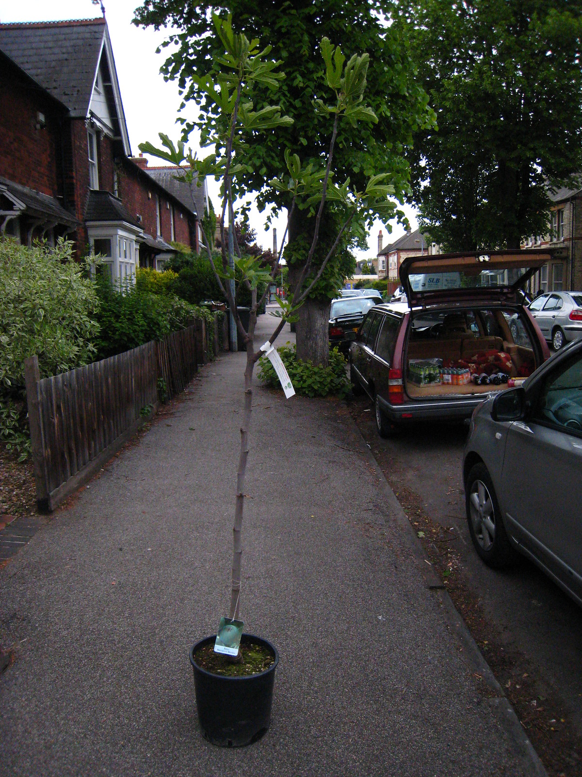 IMG_1693 - Fige in the Street