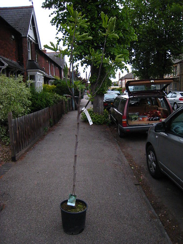 IMG_1693 - Fige in the Street