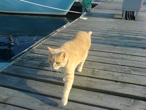 DSC00368 - Ship's CATT