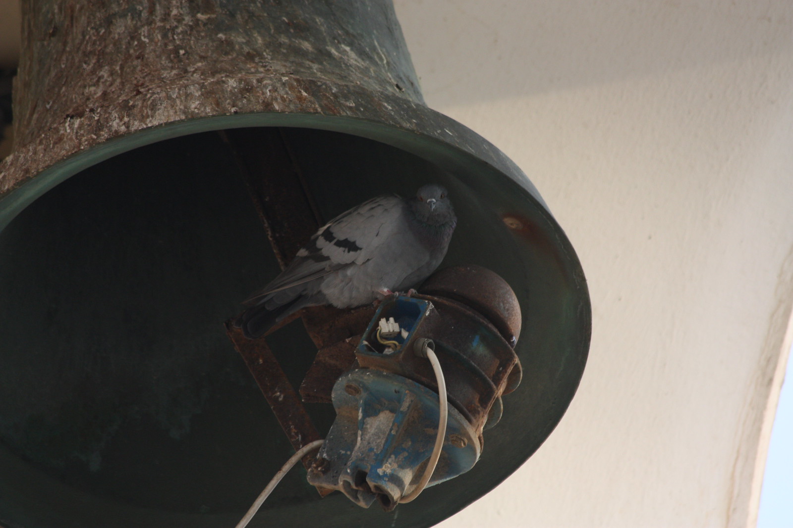 IMG_4393 - Pigeon Surprise