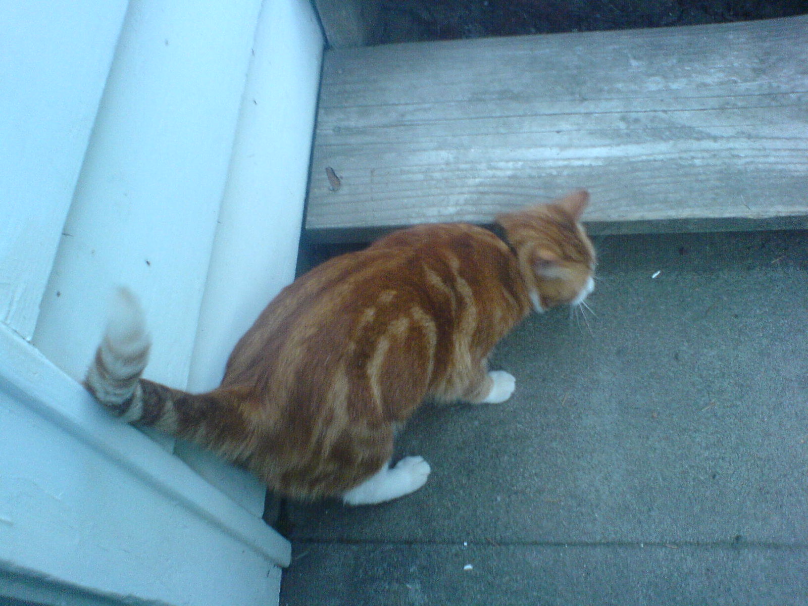 DSC00395 - Landlady's CATT