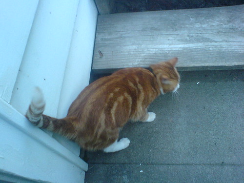 DSC00395 - Landlady's CATT