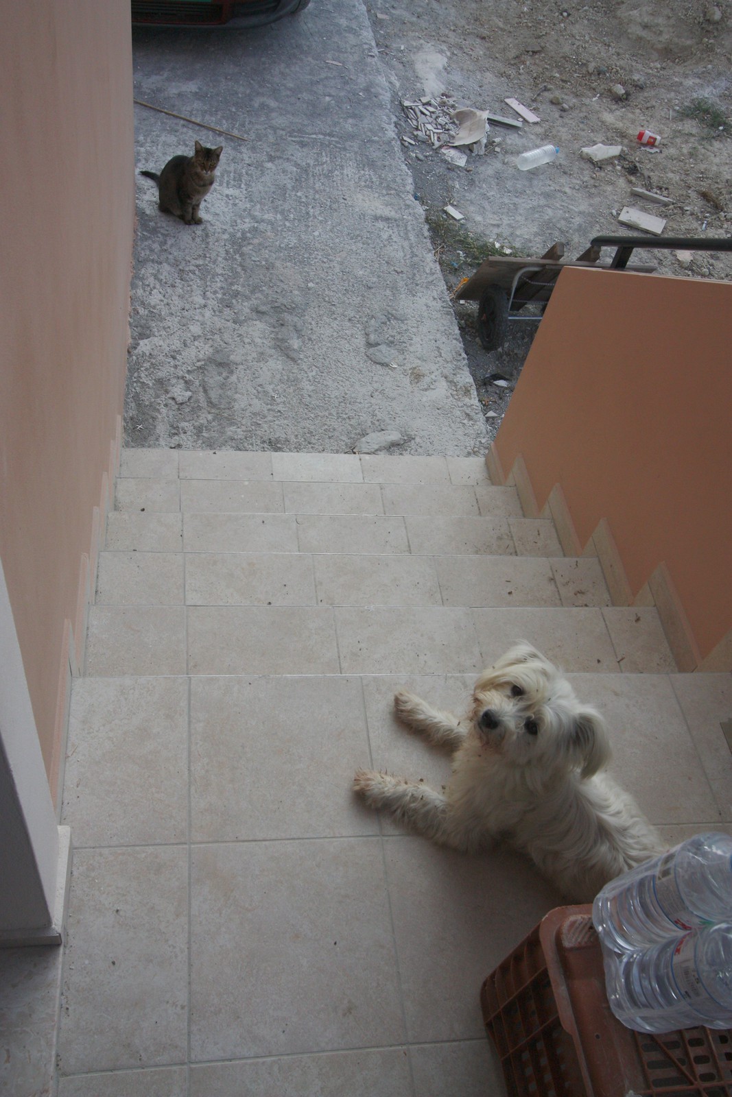 IMG_4427-gamma - CATT and DOGGE