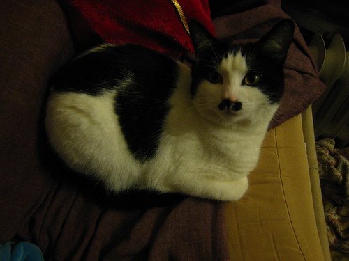 IMG_0157 - The Christmas CATT