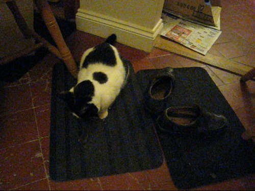 MVI_0148-CATT-and-MOUSE