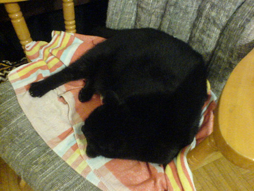 DSC00353 - The CATT Maya