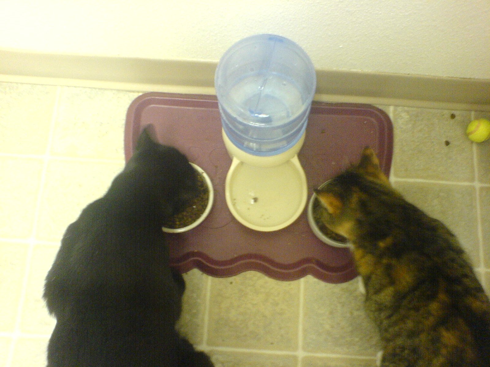 DSC00386 - NICHole's CATT