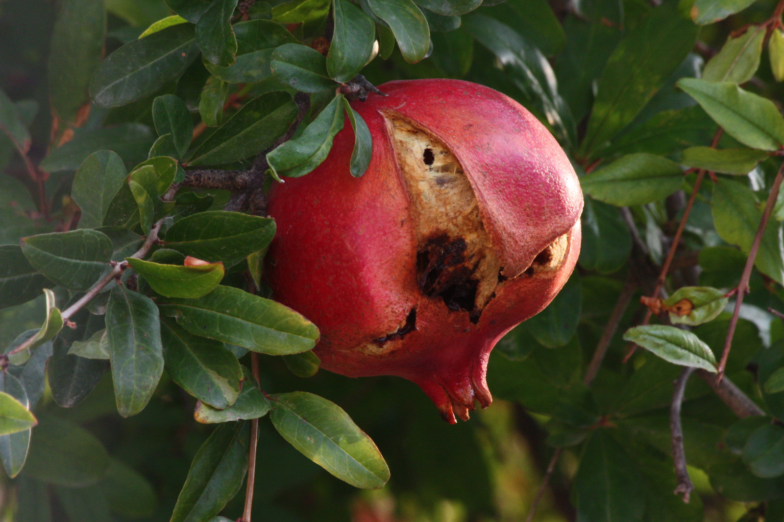 IMG_4397 - Stavrakia Pomegranate