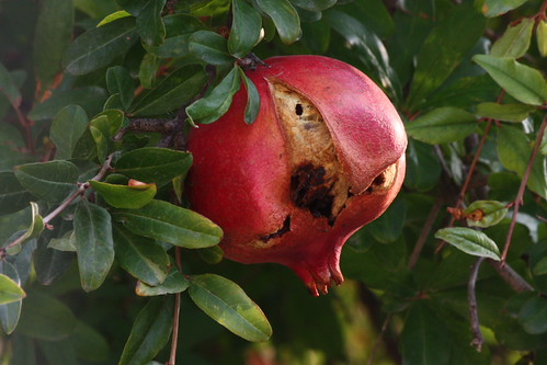 IMG_4397 - Stavrakia Pomegranate