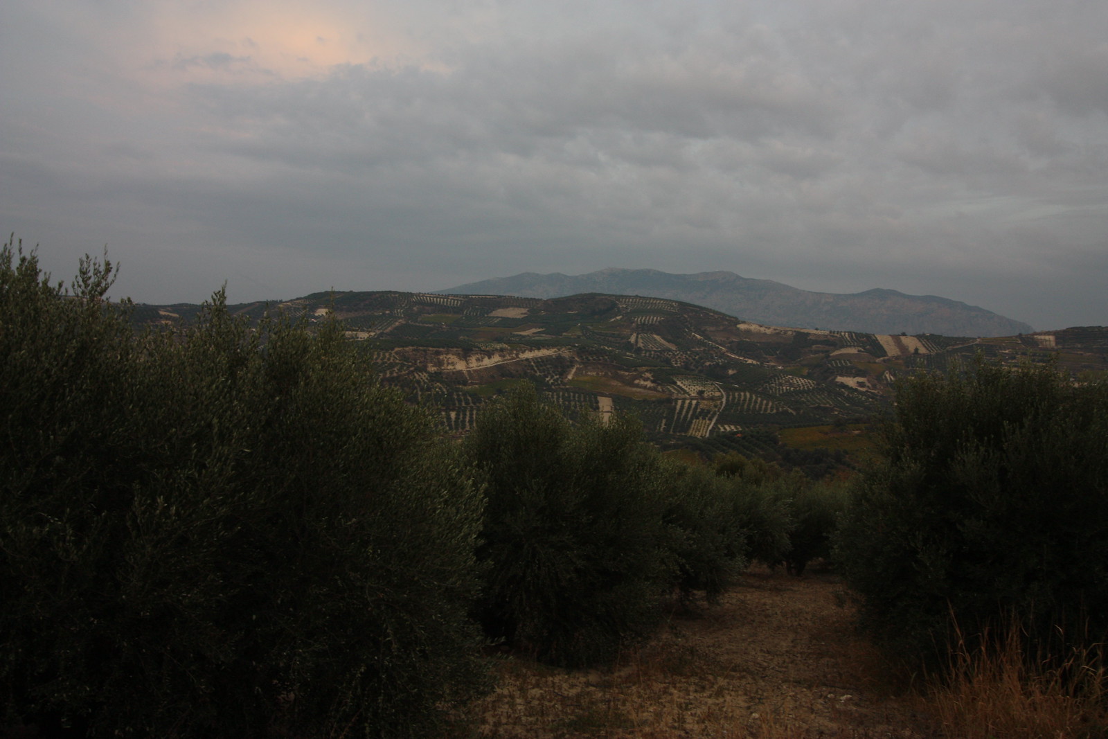IMG_4414 - Stavrakia Olive Vista