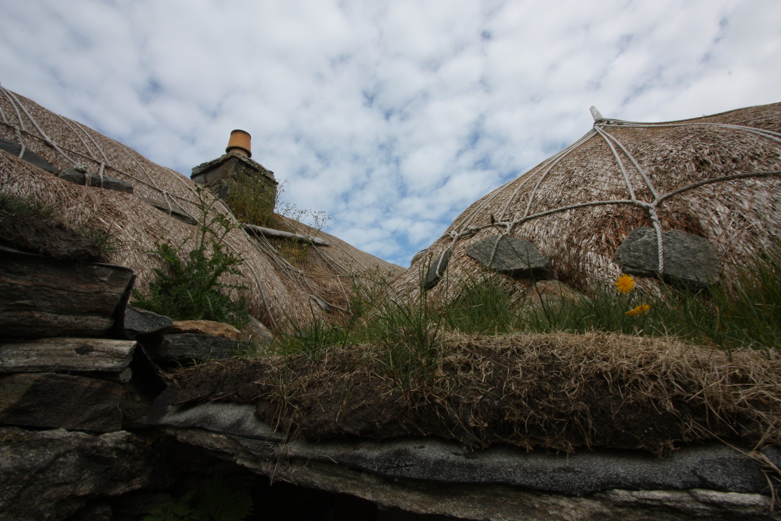 IMG_3797 - Blackhouse Roof Flowers