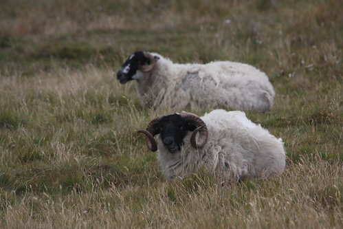 IMG_3826-gamma - Two SHEEP