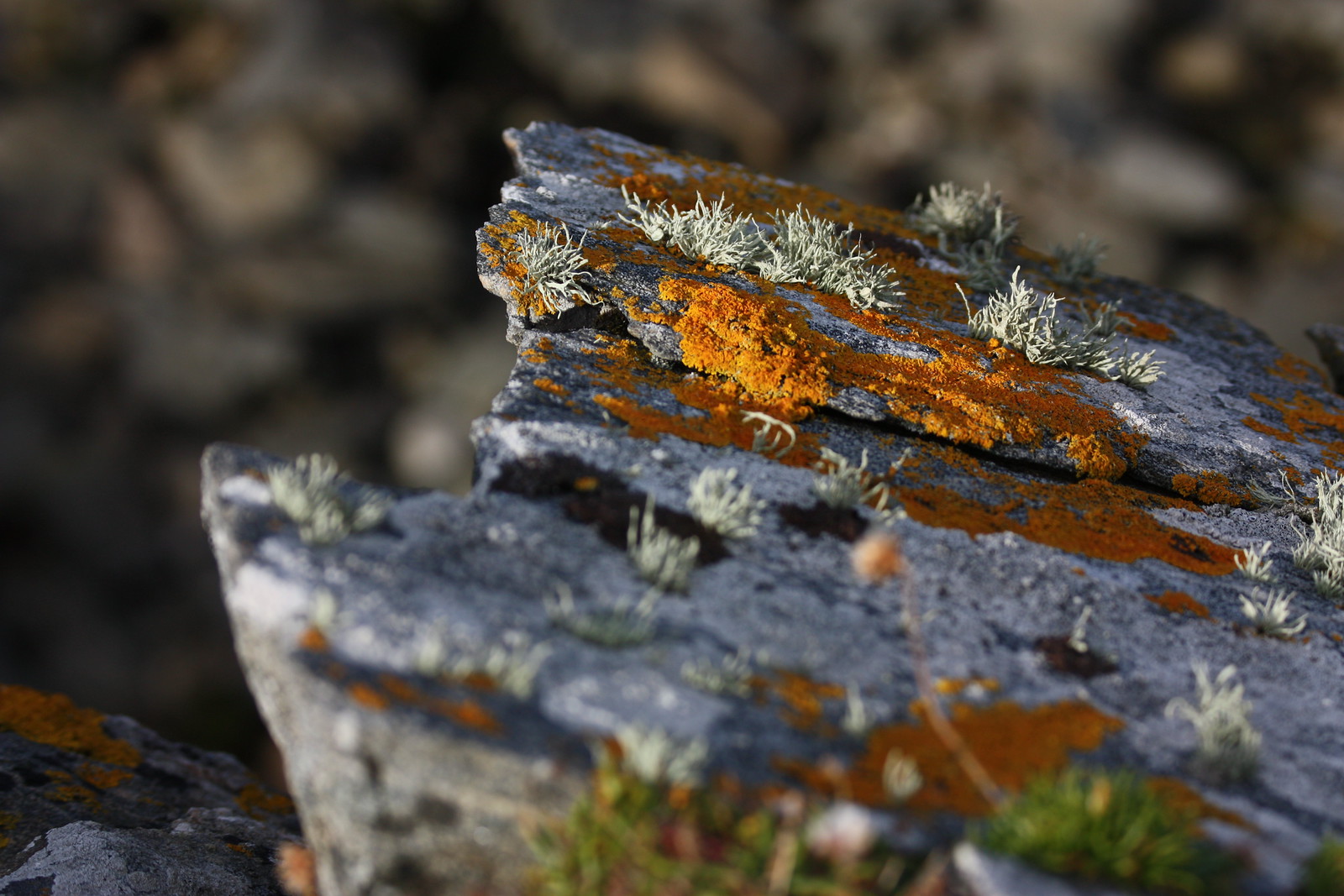 IMG_3959 - Europie Lichen