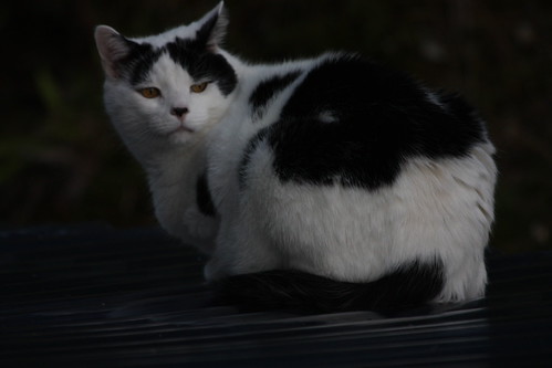 IMG_4042 - Standing CATT