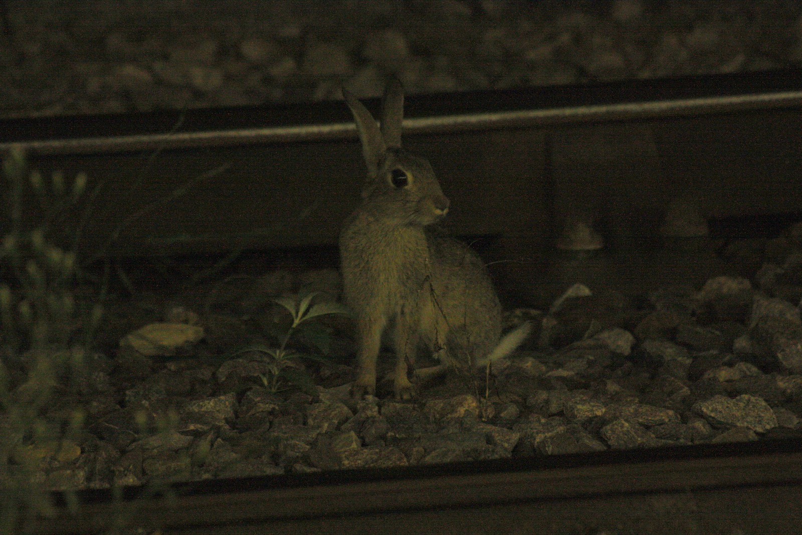IMG_4120-gamma - RRAILWAY RRABBITT!