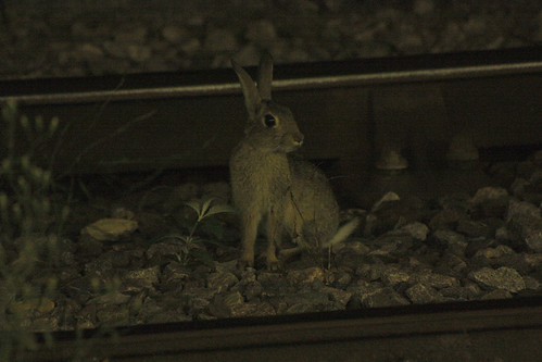 IMG_4120-gamma - RRAILWAY RRABBITT!