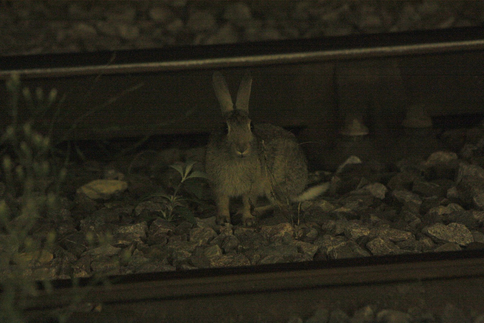 IMG_4119-gamma - RRAILWAY RRABBITT 2