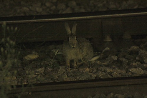 IMG_4119-gamma - RRAILWAY RRABBITT 2