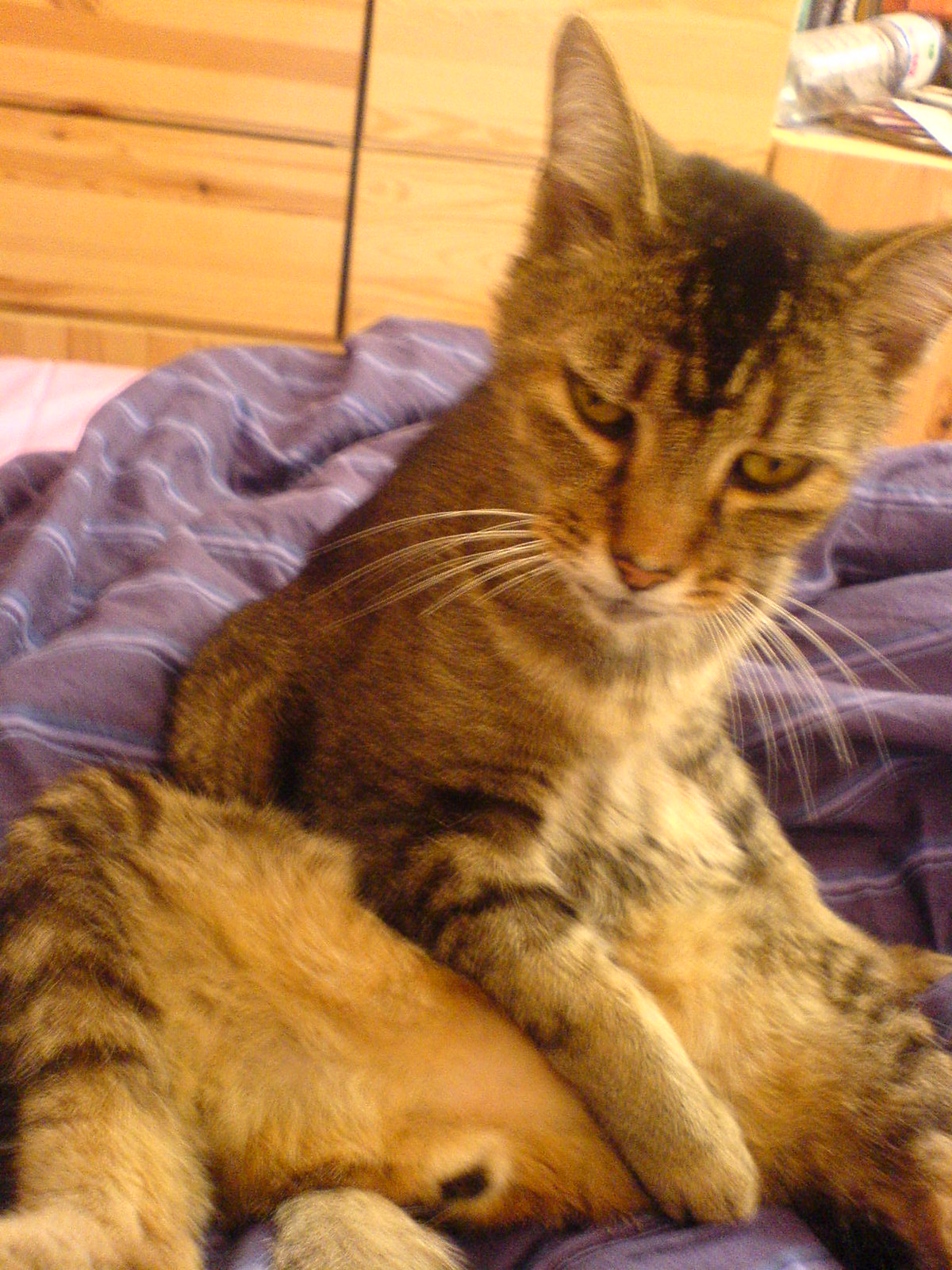 DSC00415 - Richard DHE CATT