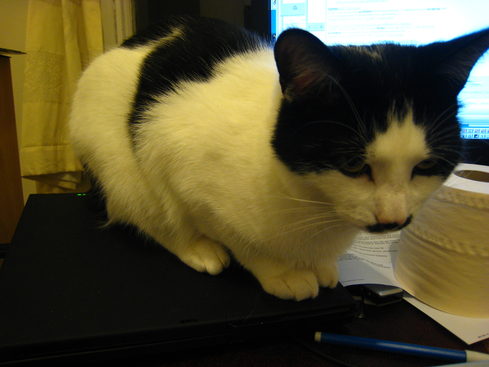 IMG_0136 - THE CATT rests