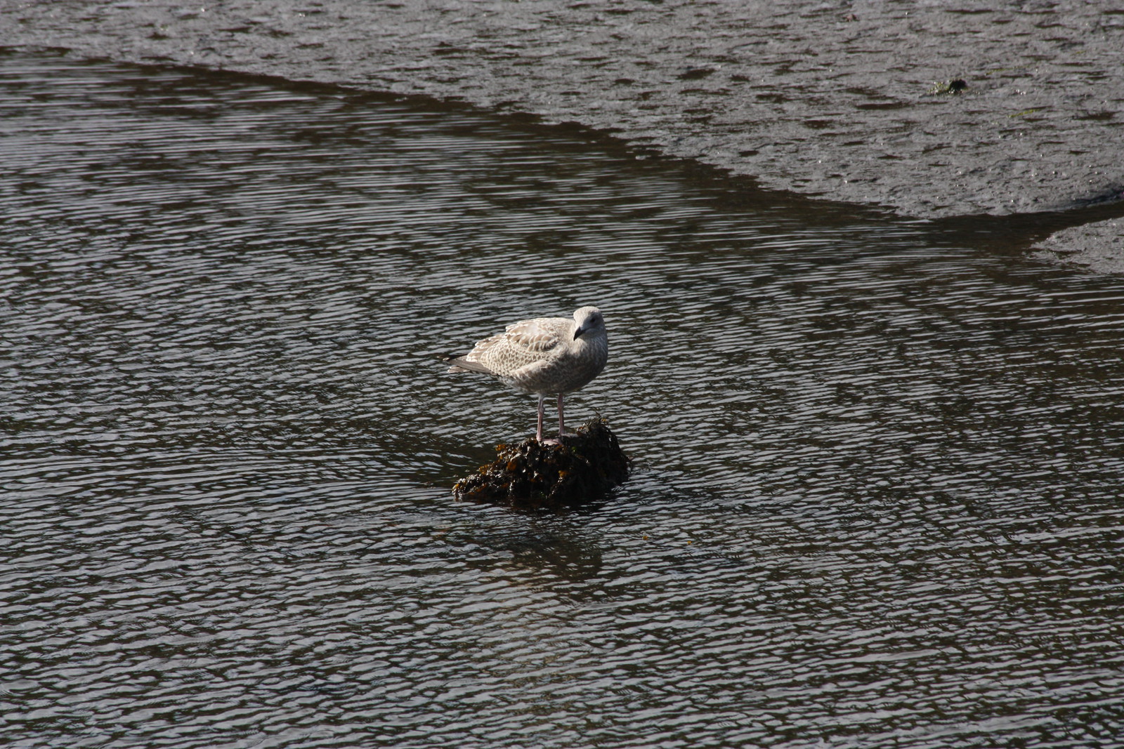 IMG_3783 - Island Bird