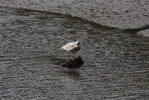 IMG_3783 - Island Bird