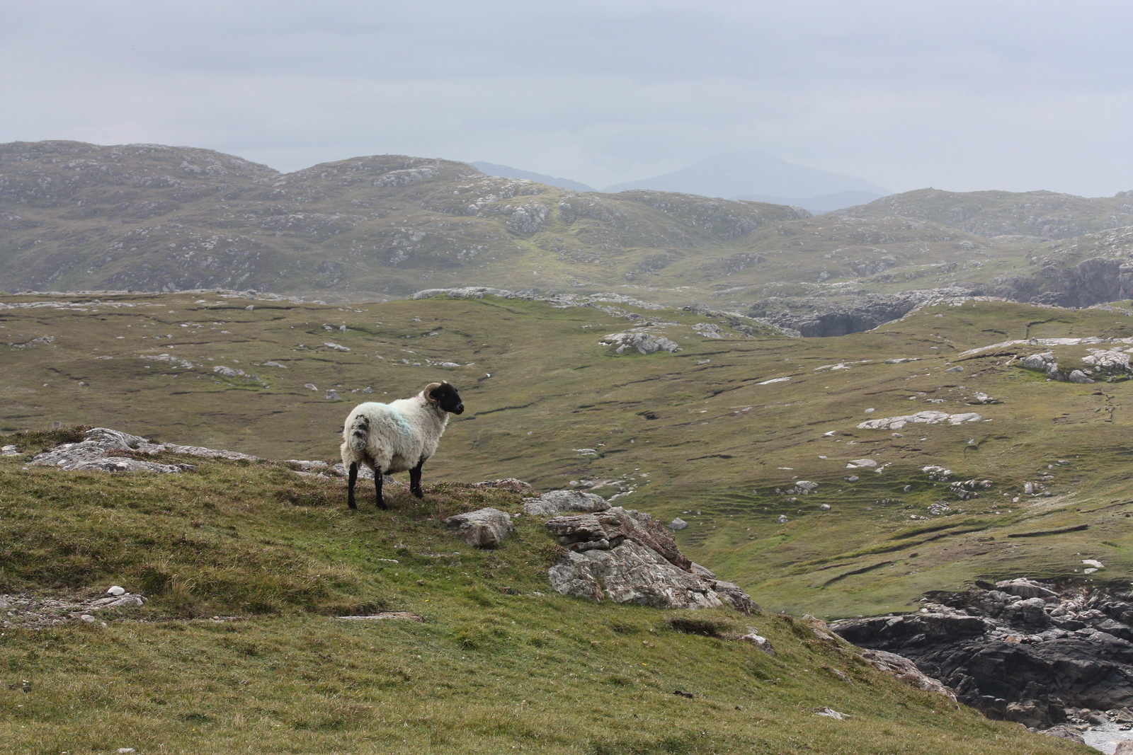 IMG_3801 - Island Sheep