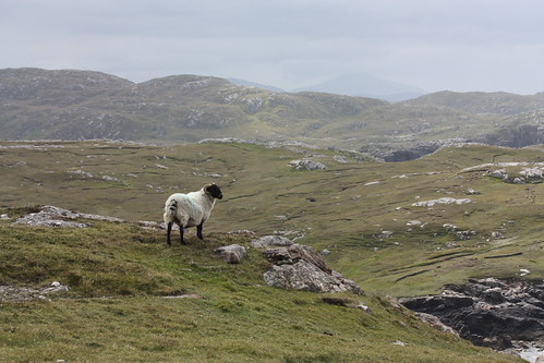 IMG_3801 - Island Sheep