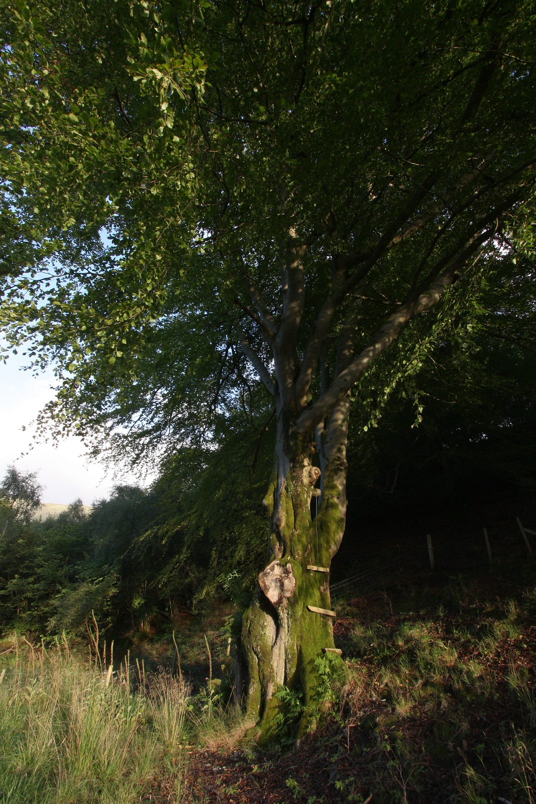 IMG_4031-gamma - Sundappled Tree near Cottage