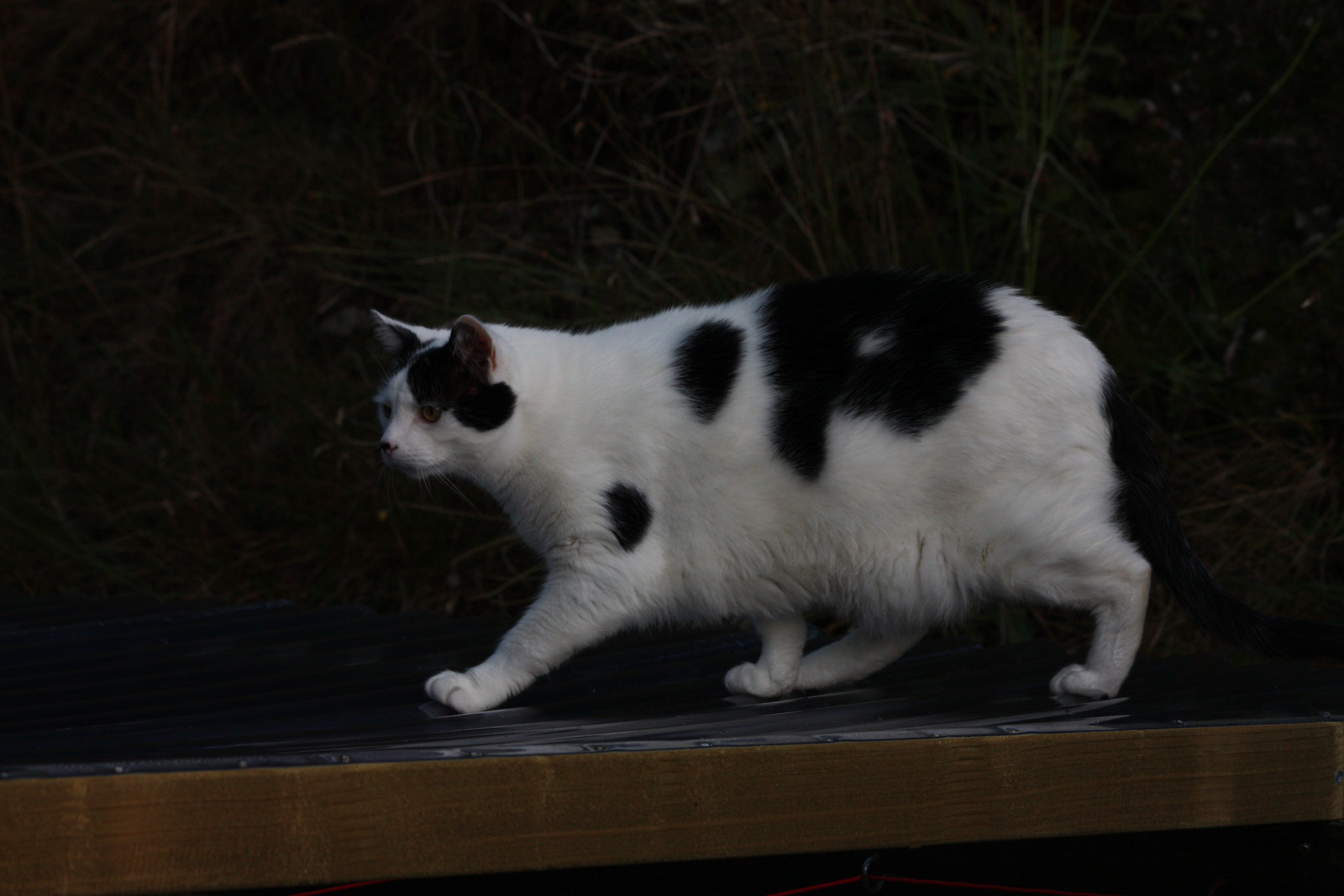 IMG_4038 - Running CATT