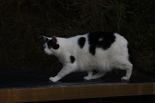 IMG_4038 - Running CATT