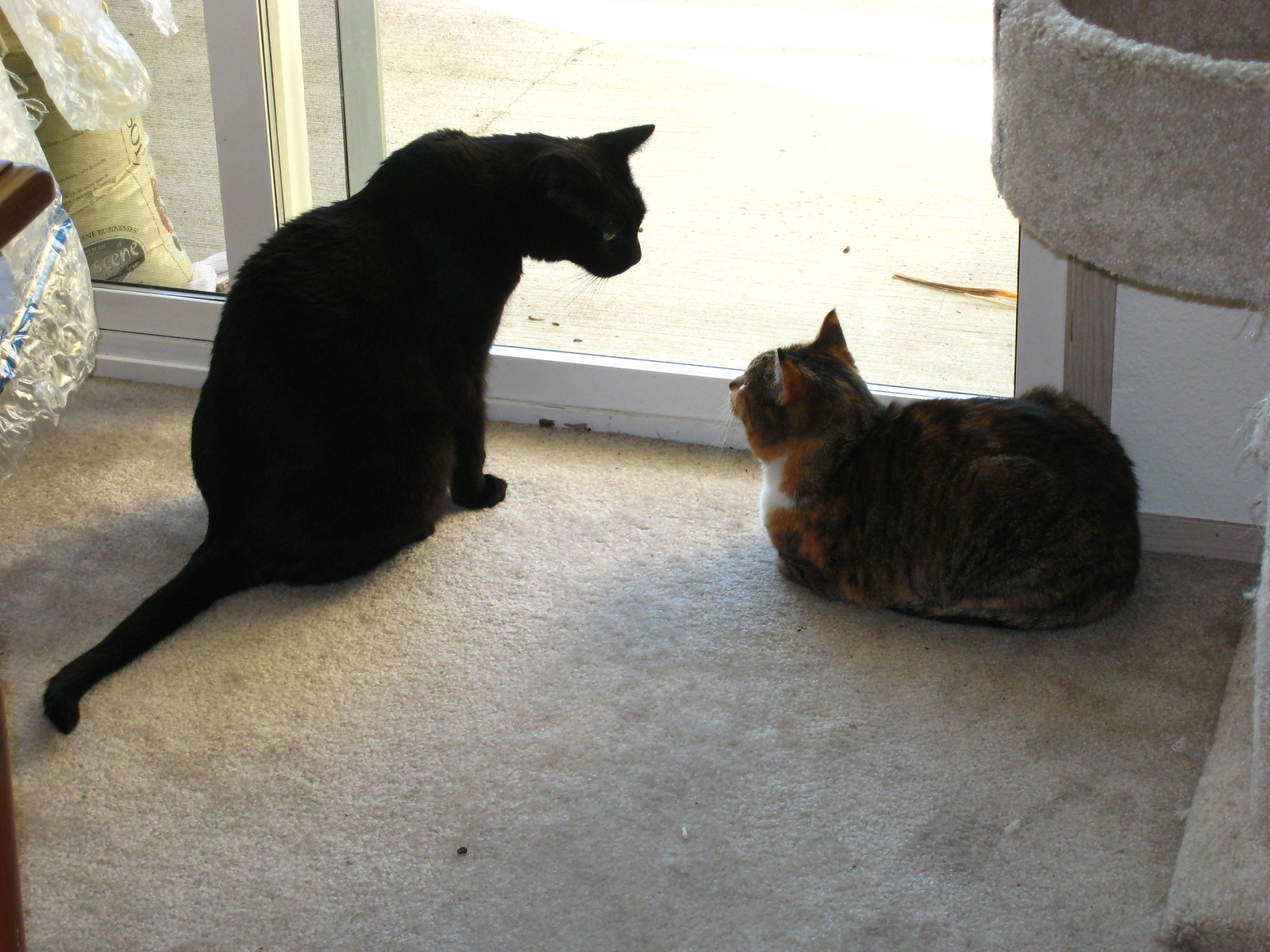 IMG_0049 - CATT to CATT!