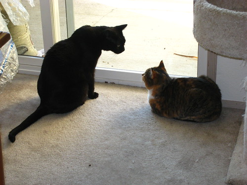 IMG_0049 - CATT to CATT!