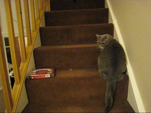 MVI_1122-catt-vs-cat