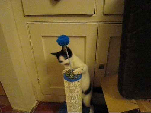 MVI_1210-catt-leap!!!
