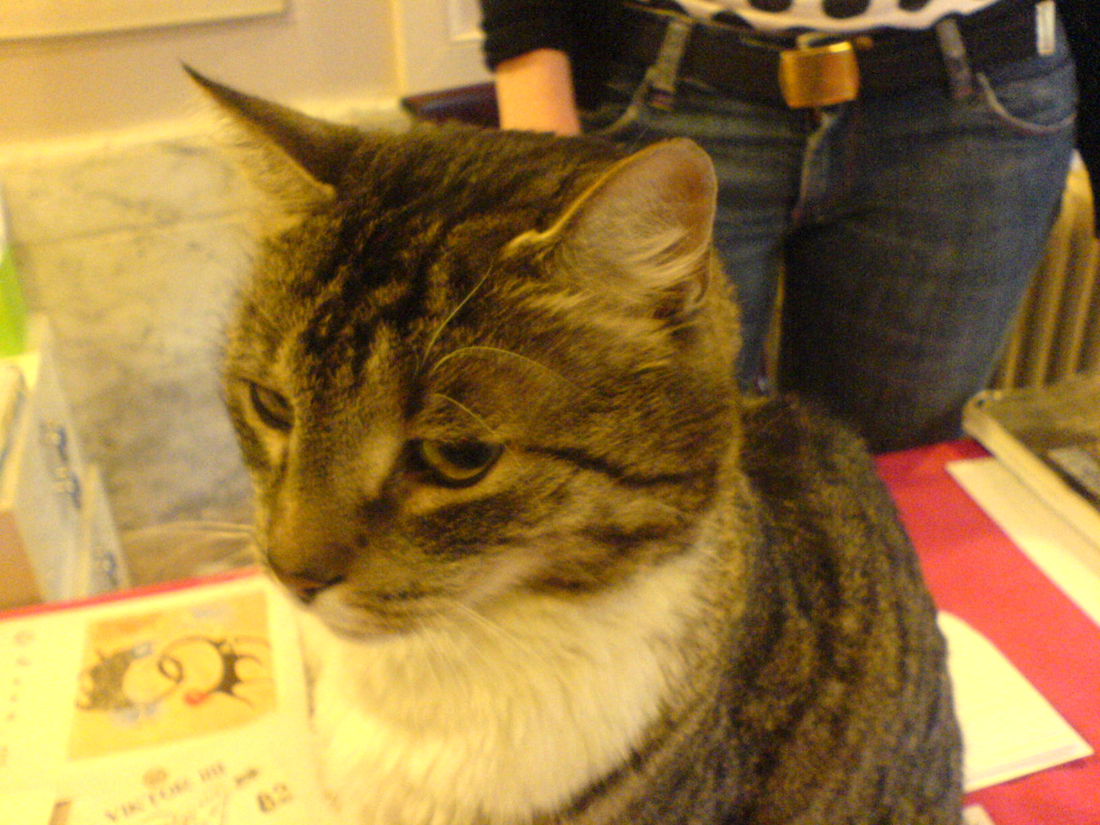 DSC00486 - HET CATT