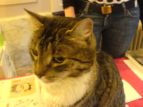 DSC00486 - HET CATT