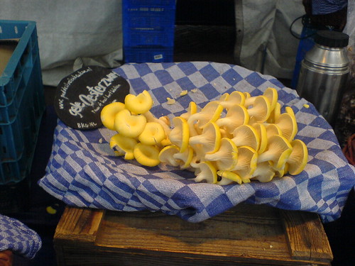 DSC00478 - Market Boletes