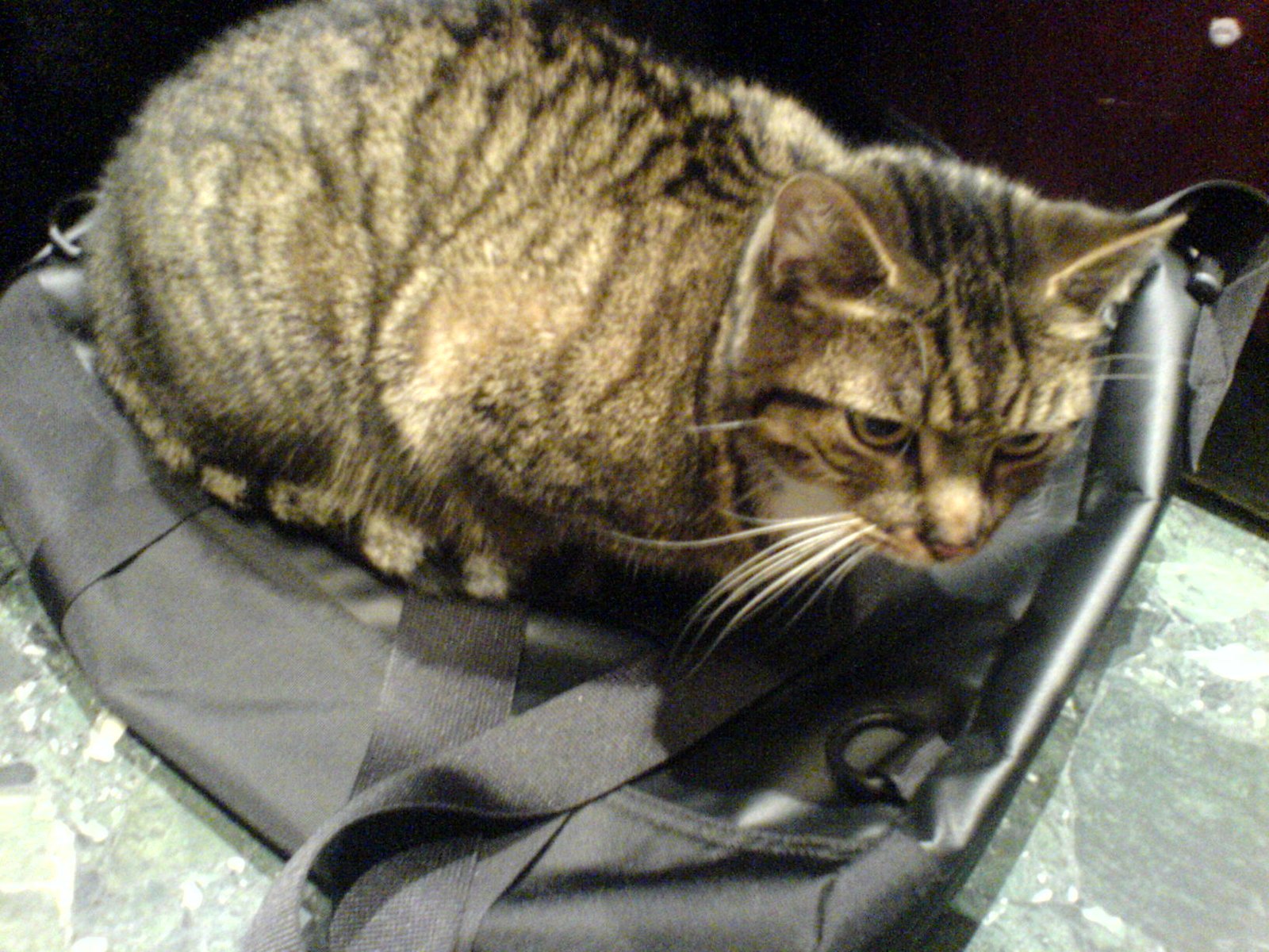DSC00494 - Cafe CATT II