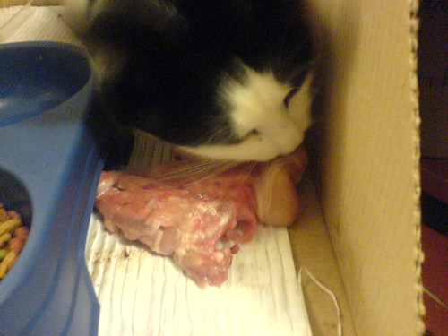 DSC00508 - CATT CCHICKEN