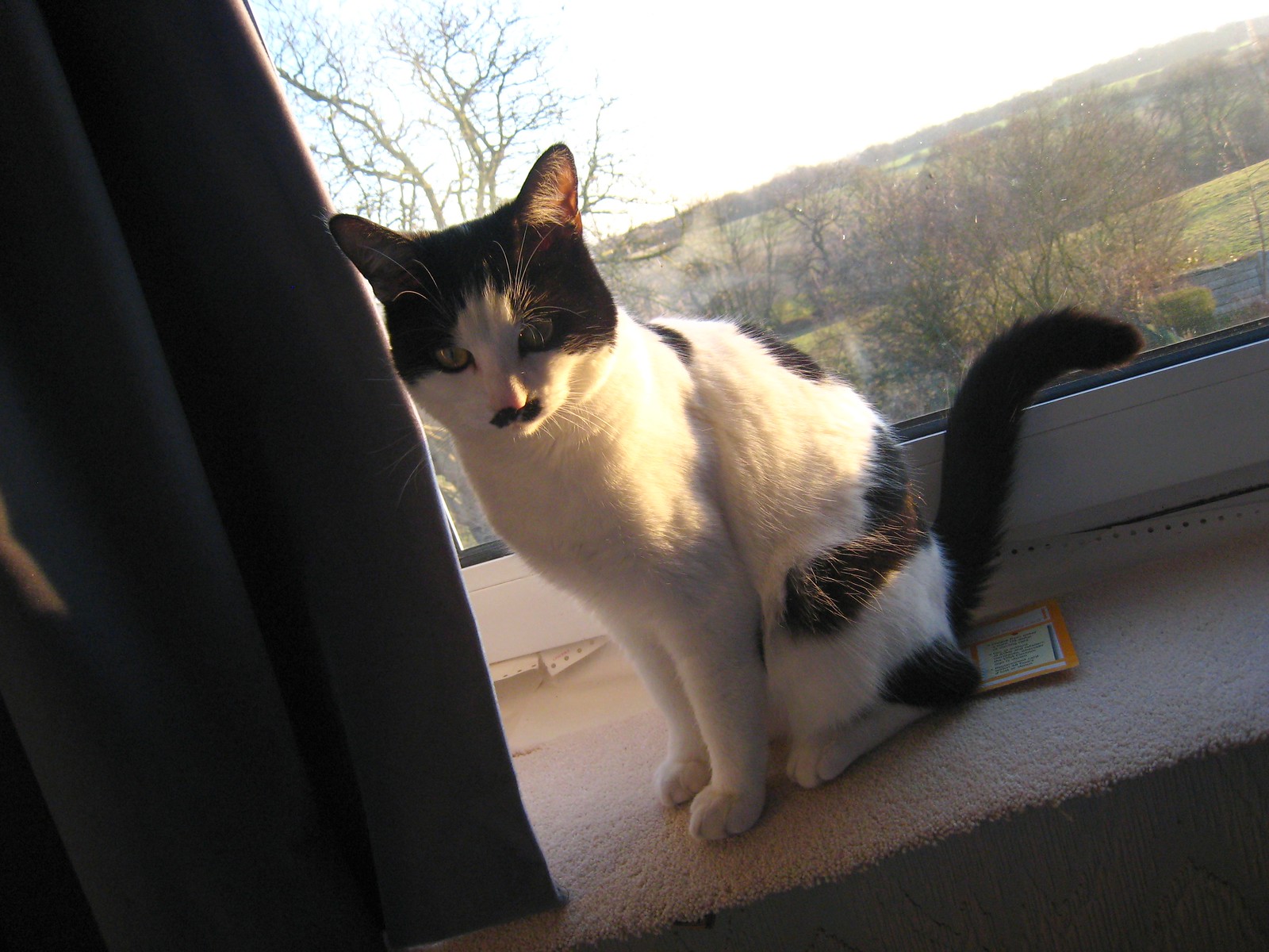IMG_0163_gamma - CATT SUNSET II