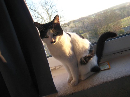 IMG_0163_gamma - CATT SUNSET II