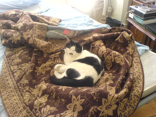 DSC00524 - CATTINBLANKETT