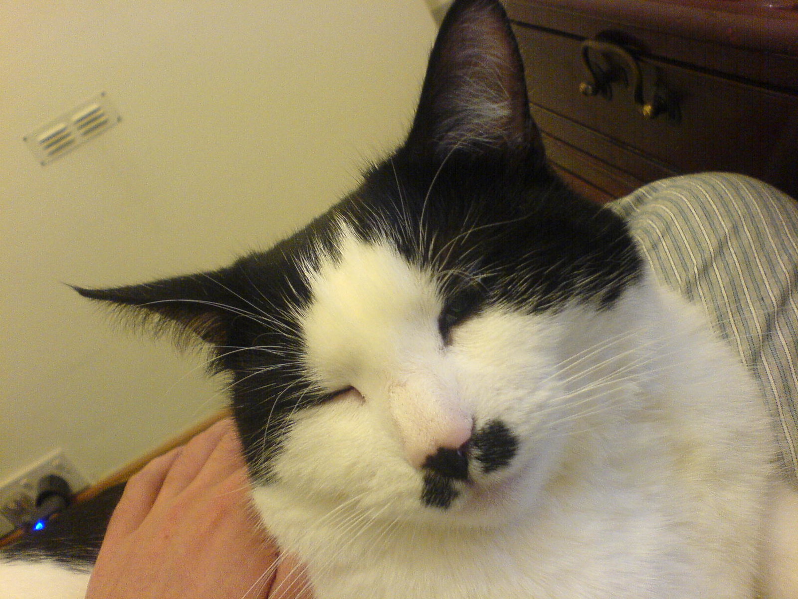 DSC00537 - THE CATT