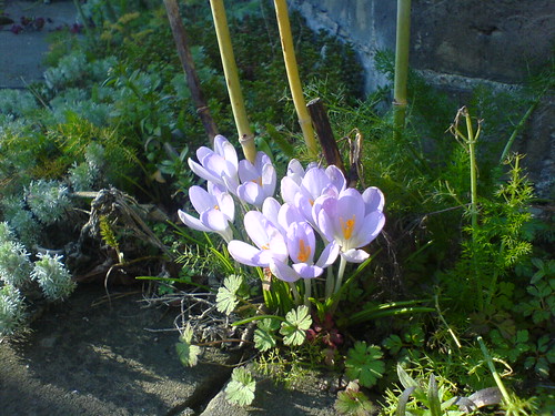 DSC00526 - First Crocuses