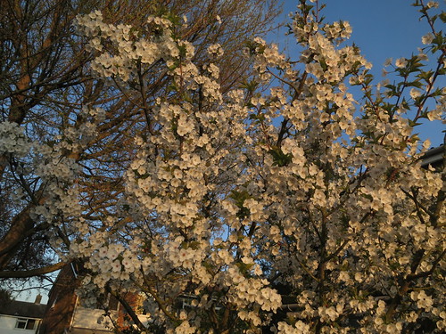 IMG_3927 - What APPILS will tell me